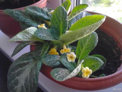 Лот: 9433058. Фото: 1. Эписция Yellow Mist. Горшечные растения и комнатные цветы