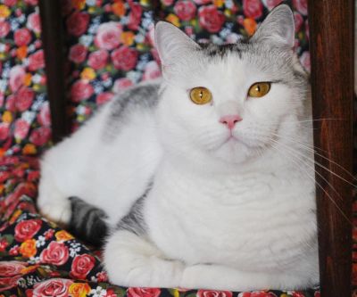Лот: 4328132. Фото: 1. домашний спокойный котик ищет... Кошки, котята