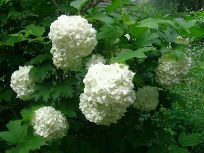 Лот: 11590403. Фото: 1. Калина бульденеж. Декоративные кустарники и деревья