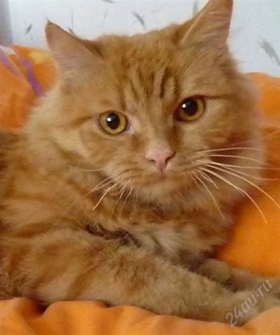 Лот: 1380938. Фото: 1. Рыжий кот. Кошки, котята