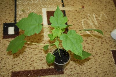 Лот: 4366686. Фото: 1. Абутилон Бэлла желтый 4. Горшечные растения и комнатные цветы