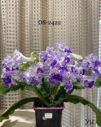 Лот: 20974421. Фото: 1. Стрептокарпус DS-2422 (детка). Горшечные растения и комнатные цветы