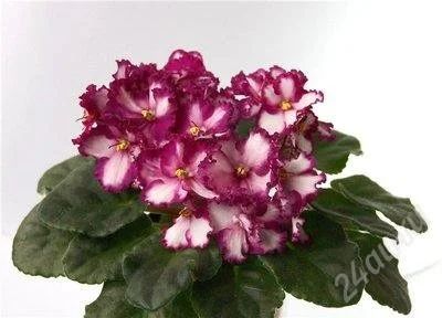 Лот: 884405. Фото: 1. Фиалка Ultra Violet Saturn - лист... Горшечные растения и комнатные цветы