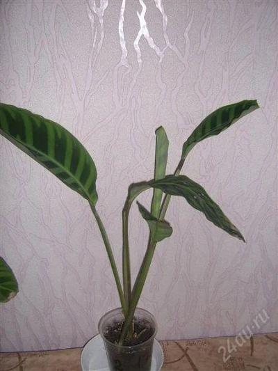 Лот: 831867. Фото: 1. калатея зебрина 2. Горшечные растения и комнатные цветы