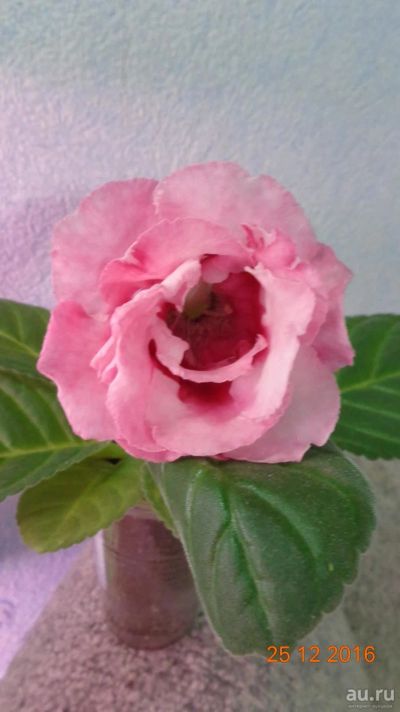 Лот: 8788817. Фото: 1. Глоксиния розовая махровая-лист... Горшечные растения и комнатные цветы