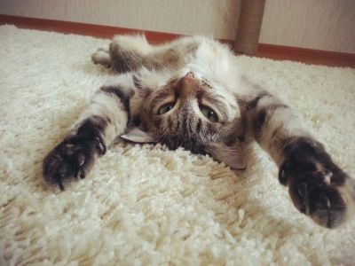 Лот: 3199389. Фото: 1. Воспитанная кошечка ищет хозяев... Кошки, котята