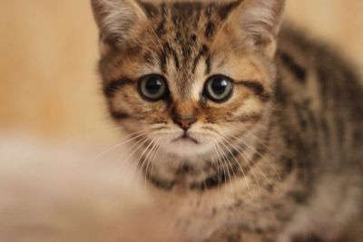 Лот: 8948539. Фото: 1. Британский котенок. Кошки, котята
