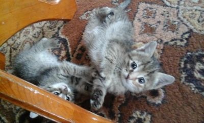 Лот: 10735586. Фото: 1. Котенок. Кошки, котята