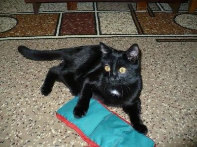 Лот: 807294. Фото: 1. Красивый черный котик ищет новый... Остальные животные