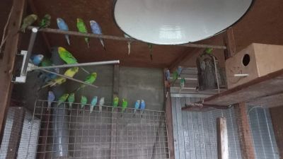 Лот: 24008112. Фото: 1. Попугайчик , попугай ,. Птицы
