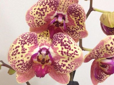 Лот: 6507023. Фото: 1. Орхидея лимонная крапчатая с бордовой... Горшечные растения и комнатные цветы