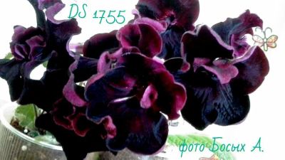 Лот: 17268878. Фото: 1. Сттрептокарпус детка. Горшечные растения и комнатные цветы