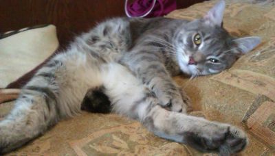 Лот: 5298751. Фото: 1. Курильский бобтейл. Кошки, котята