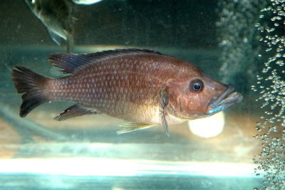 Лот: 5109317. Фото: 1. Ламбросус (Melanochromis labrosus... Рыбки