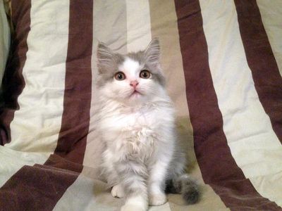 Лот: 4686779. Фото: 1. Персидский котенок 2 месяца. Кошки, котята