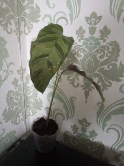 Лот: 19347360. Фото: 1. Калатея Луизы Calathea louisae. Горшечные растения и комнатные цветы