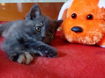 Лот: 12593956. Фото: 1. Котенок. Кошки, котята