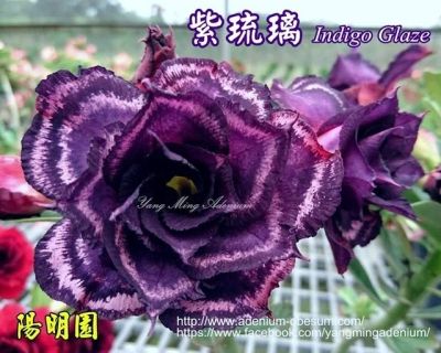Лот: 16331212. Фото: 1. Адениум Indigo Glaze черенок. Горшечные растения и комнатные цветы