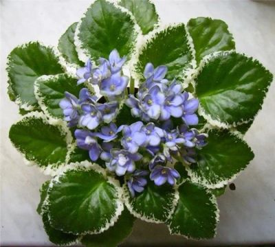 Лот: 11624070. Фото: 1. Сенполия Frosty Frolic( детка... Горшечные растения и комнатные цветы