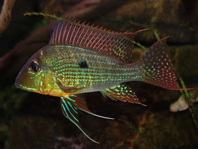 Лот: 6821016. Фото: 1. Геофагус суринамский (Geophagus... Рыбки