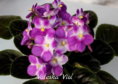 Лот: 6348192. Фото: 1. Фиалка сортовая Valeska Viol... Горшечные растения и комнатные цветы