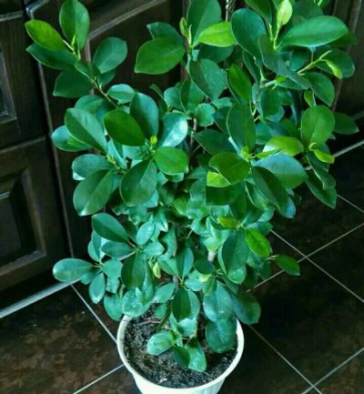 Лот: 7502204. Фото: 1. Ficus Moclame, фикус Мокламе компакт... Горшечные растения и комнатные цветы