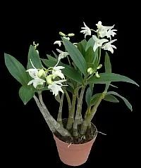 Лот: 3780921. Фото: 1. Дендробиум (dendrobium delicatum... Горшечные растения и комнатные цветы