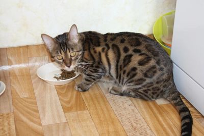 Лот: 9973596. Фото: 1. Бенгальская кошка (розетка на... Кошки, котята