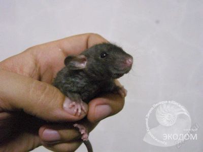 Лот: 97801. Фото: 1. Крысенок Марик, порода дамбо-рекс... Остальные животные