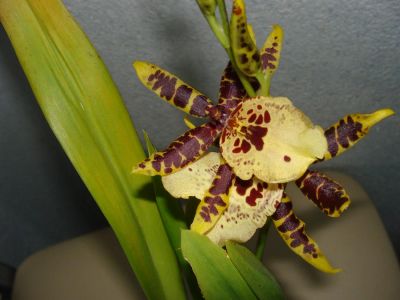 Лот: 2986344. Фото: 1. Орхидея Colmanara Wildcat. Горшечные растения и комнатные цветы