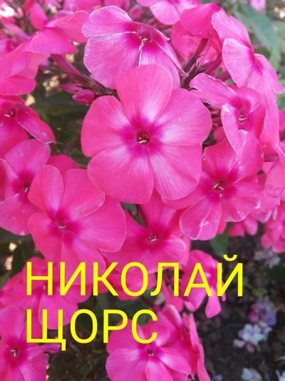 Лот: 11904882. Фото: 1. флокс " николай щорс". Садовые цветы