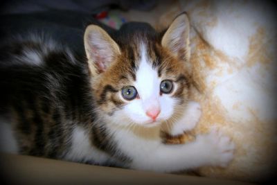 Лот: 3102760. Фото: 1. Очаровательные голубоглазые котята... Кошки, котята