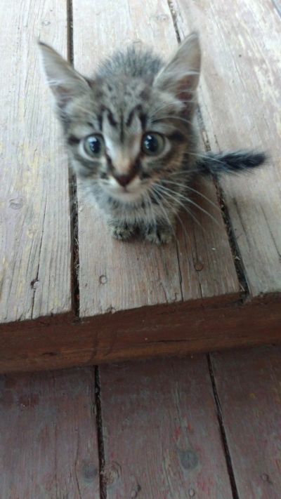 Лот: 14336049. Фото: 1. Котёнок. Кошки, котята