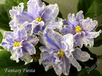 Лот: 1116503. Фото: 1. листы фиалки Fantasy Fiesta. Горшечные растения и комнатные цветы