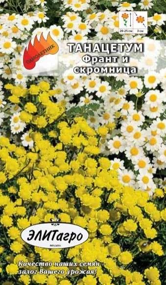 Лот: 11024453. Фото: 1. Танацетум Франт и скромница 0... Садовые цветы