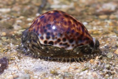 Лот: 5150741. Фото: 1. Cypraea Tigris. Моллюски, ракообразные, кораллы