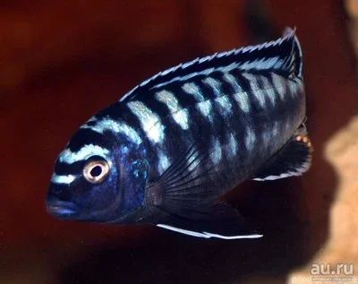 Лот: 16201066. Фото: 1. Меланохромис Интерруптус (Melanochromis... Рыбки