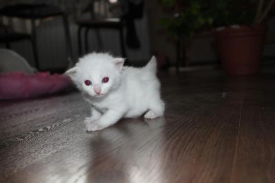 Лот: 3298134. Фото: 1. красивые котята. Кошки, котята