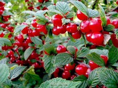 Лот: 5844605. Фото: 1. ВИШНЯ войлочная с куста- свежая... Ягоды, орехи