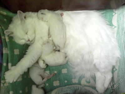 Лот: 1959491. Фото: 1. Котята турецкой ангоры!!! родились... Кошки, котята
