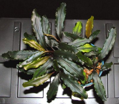Лот: 3193954. Фото: 1. Bucephalandra sp. Sintang, West... Водные растения