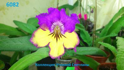 Лот: 3601015. Фото: 1. Стрептокарпус 6082-лист. Горшечные растения и комнатные цветы