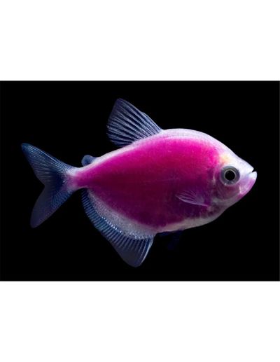 Лот: 14585012. Фото: 1. Тернеция фиолетовая GloFish. Рыбки