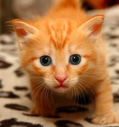 Лот: 2301200. Фото: 1. Котенок персиковый. Кошки, котята