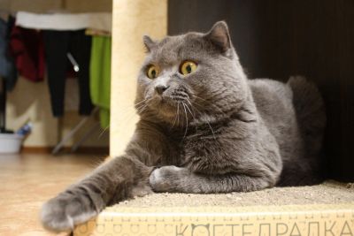 Лот: 16977545. Фото: 1. Шотландские котята. Кошки, котята