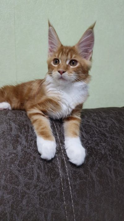 Лот: 19430656. Фото: 1. Котенок Мейн-кун. Кошки, котята