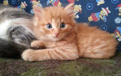 Лот: 13623111. Фото: 1. Кремово рыжий пушистый котёнок... Кошки, котята