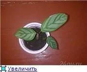 Лот: 81330. Фото: 1. калатея. Горшечные растения и комнатные цветы