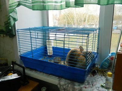 Лот: 3282332. Фото: 1. кролик + клетка + поильник. Остальные животные