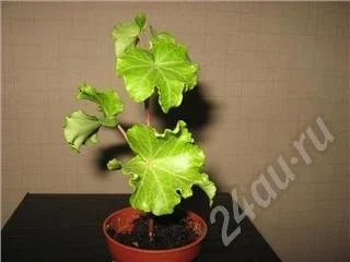 Лот: 420534. Фото: 1. плющ Parsley Crested(предпол). Горшечные растения и комнатные цветы